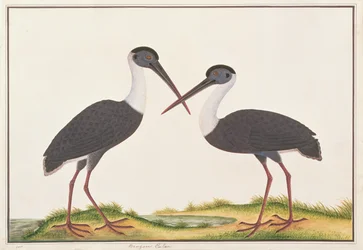 Woolly-necked Stork, from Drawings of Birds from Malacca, c.1805-18